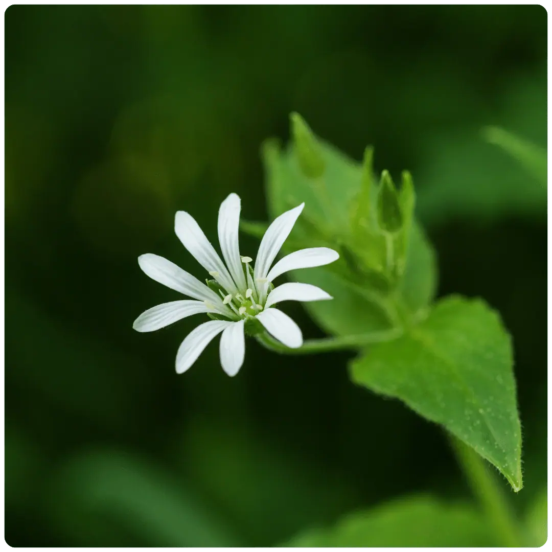 False-daisy