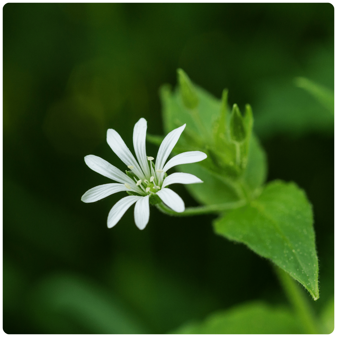 False daisy