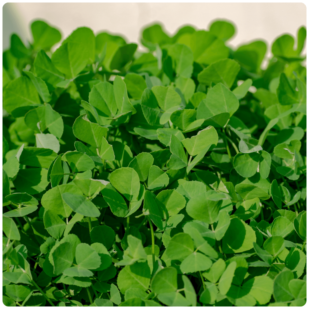 Fenugreek