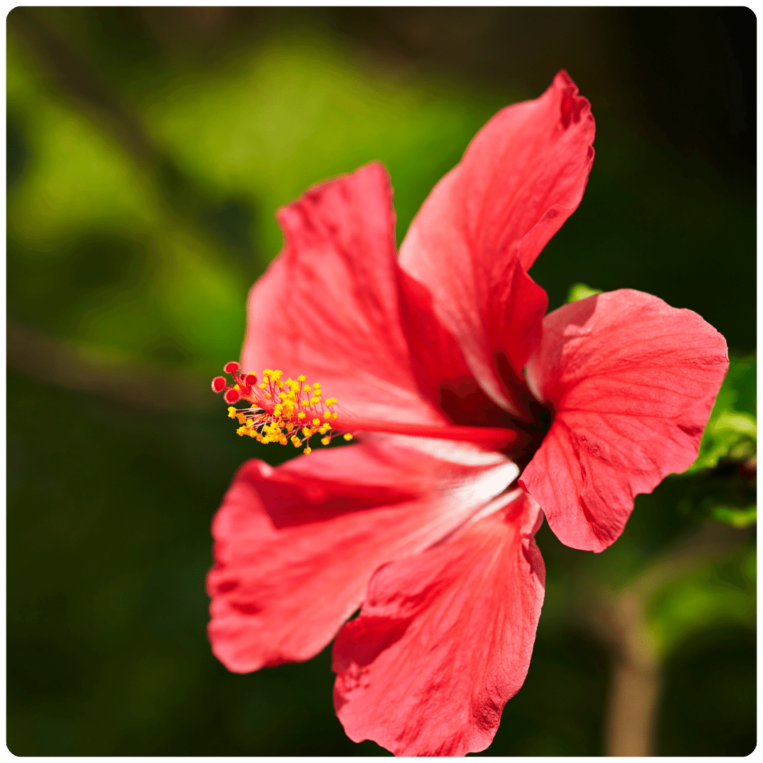 Hibiscus